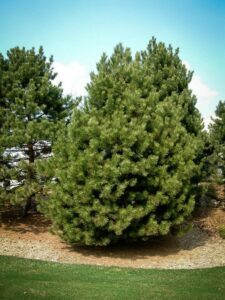 Сосна Чёрная (Pinus Nigra) купить по цене от 270.00р. в интернет-магазине «Посадика» с доставкой почтой в в Хасавюрте и по всей России – [изображение №1].