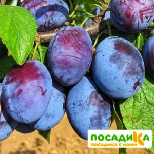 Слива Чачакская ранняя купить по цене от 229.00р. в интернет-магазине «Посадика» с доставкой почтой в в Хасавюрте и по всей России – [изображение №1].