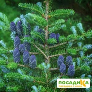 Пихта корейская (Abies koreana) купить по цене от 450.00р. в интернет-магазине «Посадика» с доставкой почтой в в Хасавюрте и по всей России – [изображение №1].