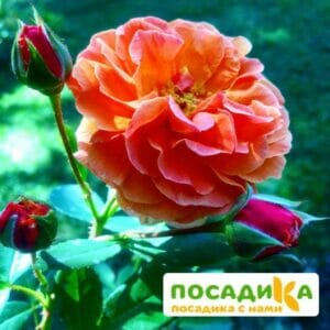 Роза Арабия купить по цене от 350.00р. в интернет-магазине «Посадика» с доставкой почтой в в Хасавюрте и по всей России – [изображение №1].