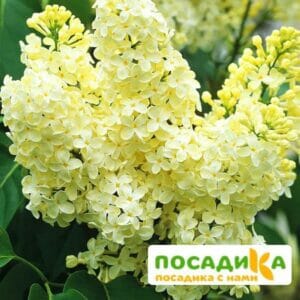 Сирень Примроуз (Primrose) купить по цене от 529.00р. в интернет-магазине «Посадика» с доставкой почтой в в Хасавюрте и по всей России – [изображение №1].