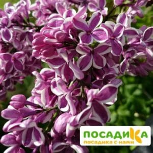 Сирень Сенсация купить по цене от 529.00р. в интернет-магазине «Посадика» с доставкой почтой в в Хасавюрте и по всей России – [изображение №1].