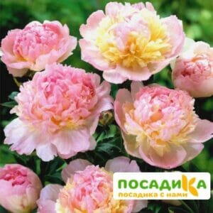 Пион Распберри Сандей (Paeonia Raspberry Sundae) купить по цене от 959р. в интернет-магазине «Посадика» с доставкой почтой в в Хасавюрте и по всей России – [изображение №1].