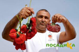 Клубника Гигант Джорнея купить по цене от 266р. в интернет-магазине «Посадика» с доставкой почтой в в Хасавюрте и по всей России – [изображение №1].