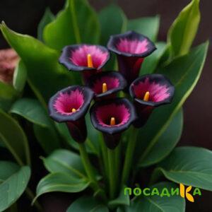 Калла Аура Лейс купить по цене от 400р. в интернет-магазине «Посадика» с доставкой почтой в в Хасавюрте и по всей России – [изображение №1].