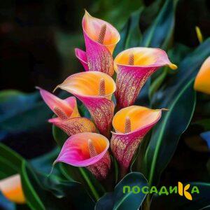 Калла Оникс купить по цене от 450р. в интернет-магазине «Посадика» с доставкой почтой в в Хасавюрте и по всей России – [изображение №1].