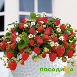 Клубника Рубиновый Шепот (горшечная) купить по цене от 240р. в интернет-магазине «Посадика» с доставкой почтой в в Хасавюрте и по всей России – [изображение №1].