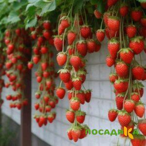 Клубника вьющаяся Комплимент купить по цене от 470р. в интернет-магазине «Посадика» с доставкой почтой в в Хасавюрте и по всей России – [изображение №1].