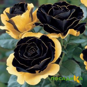Роза Ханни Сикл купить по цене от 700р. в интернет-магазине «Посадика» с доставкой почтой в в Хасавюрте и по всей России – [изображение №1].