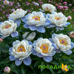 Пион акварельный Этюд купить по цене от 806р. в интернет-магазине «Посадика» с доставкой почтой в в Хасавюрте и по всей России – [изображение №1].