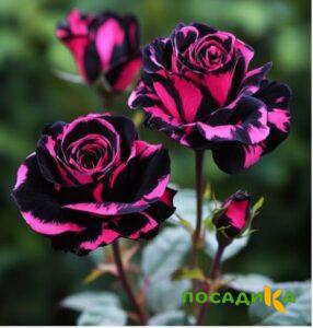 Роза Багровый Шепот купить по цене от 366р. в интернет-магазине «Посадика» с доставкой почтой в в Хасавюрте и по всей России – [изображение №1].