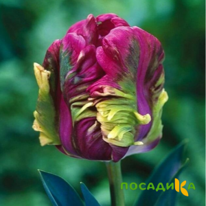 Тюльпан Экзотик Хэвен купить по цене от 186р. в интернет-магазине «Посадика» с доставкой почтой в в Хасавюрте и по всей России – [изображение №1].