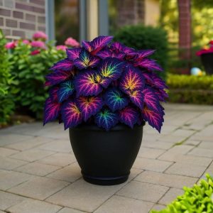 Хоста Фрости Блю купить по цене от 389р. в интернет-магазине «Посадика» с доставкой почтой в в Хасавюрте и по всей России – [изображение №1].